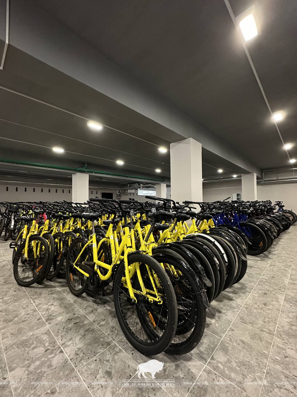 Прокат велосипедов и электросамокатов в Беловежской пуще возобновится с 22 марта