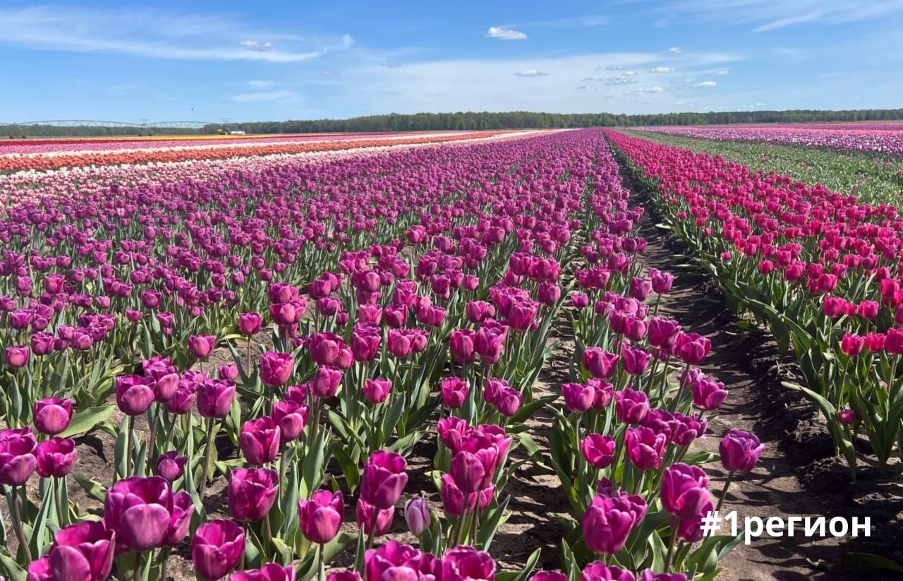 Цветение тюльпанов на полях фермерского хозяйства «Находка Полесья» в Ивановском районе начнется 20 апреля и продлится до 10 мая